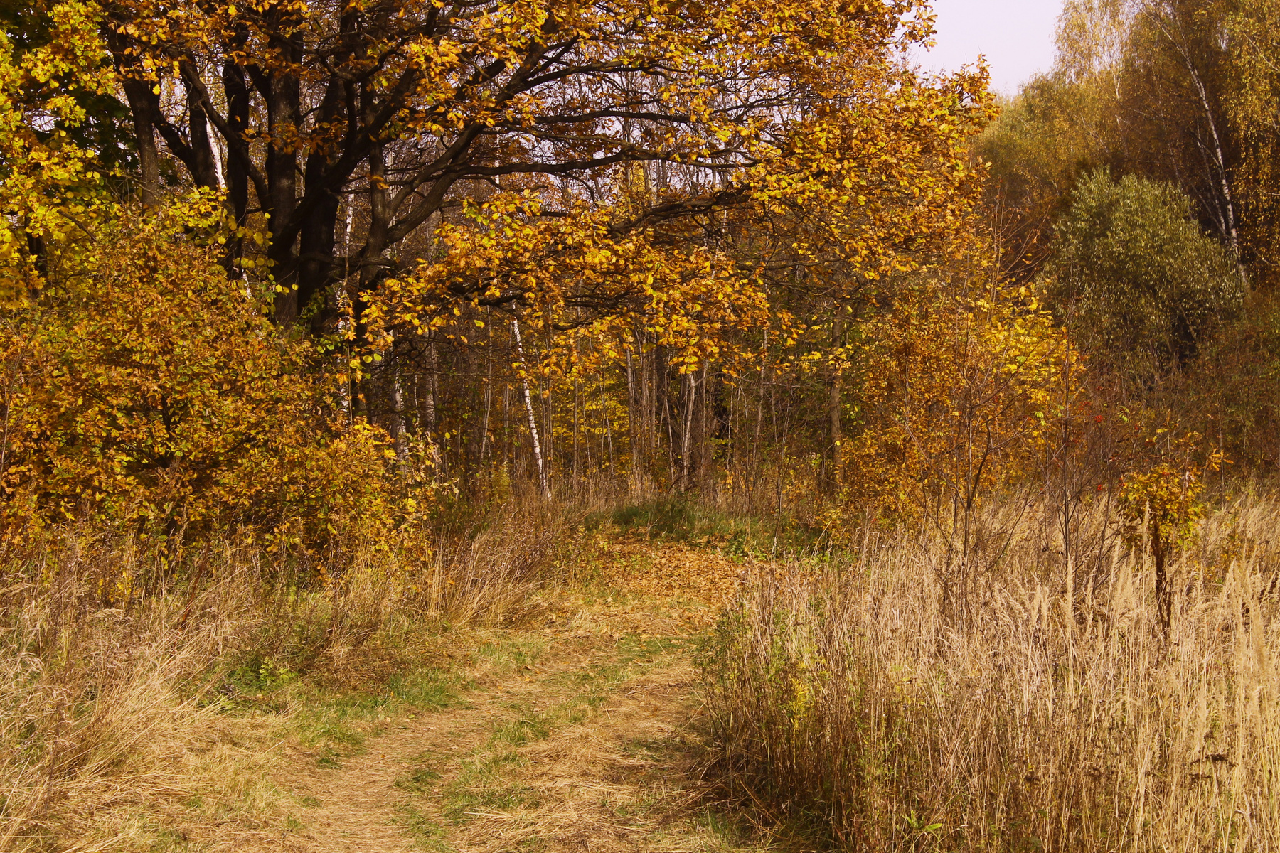 Осенний пейзаж в Битцевском парке Москва Осень