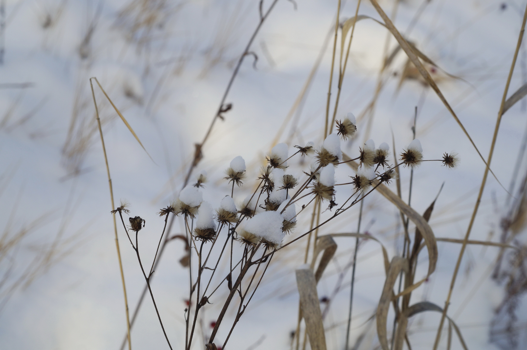 Зимние картинки зима сухая трава лес снег