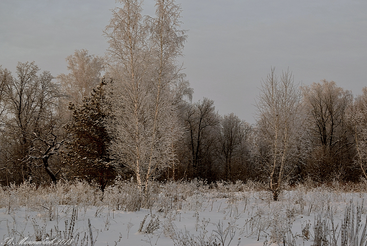 Пасмурный день зима снег деревья
