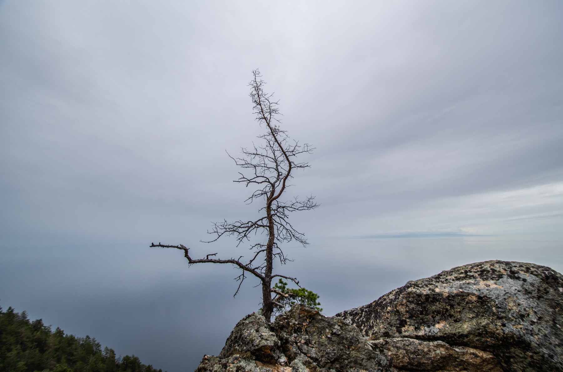 Одиночество дерево вид скала