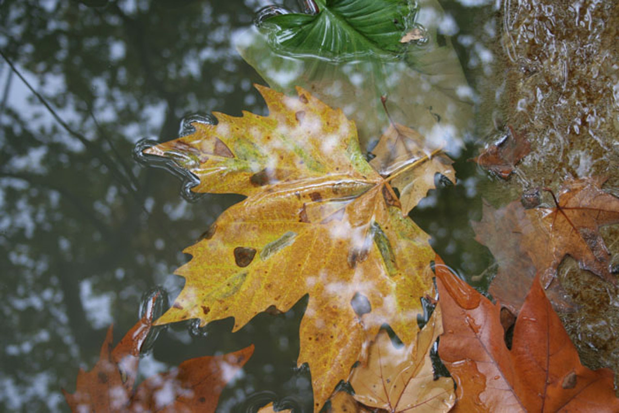 Утонувшие листья