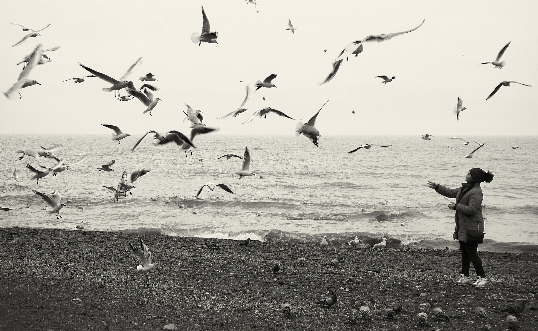 Море чайки море чайки