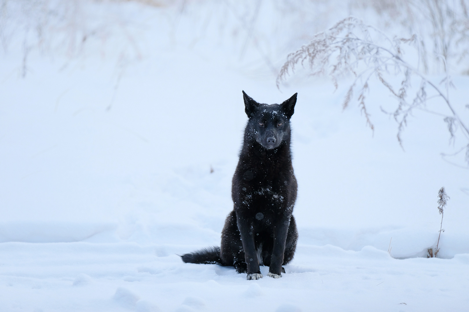 ожидание пес собака зима снег мороз черное белое