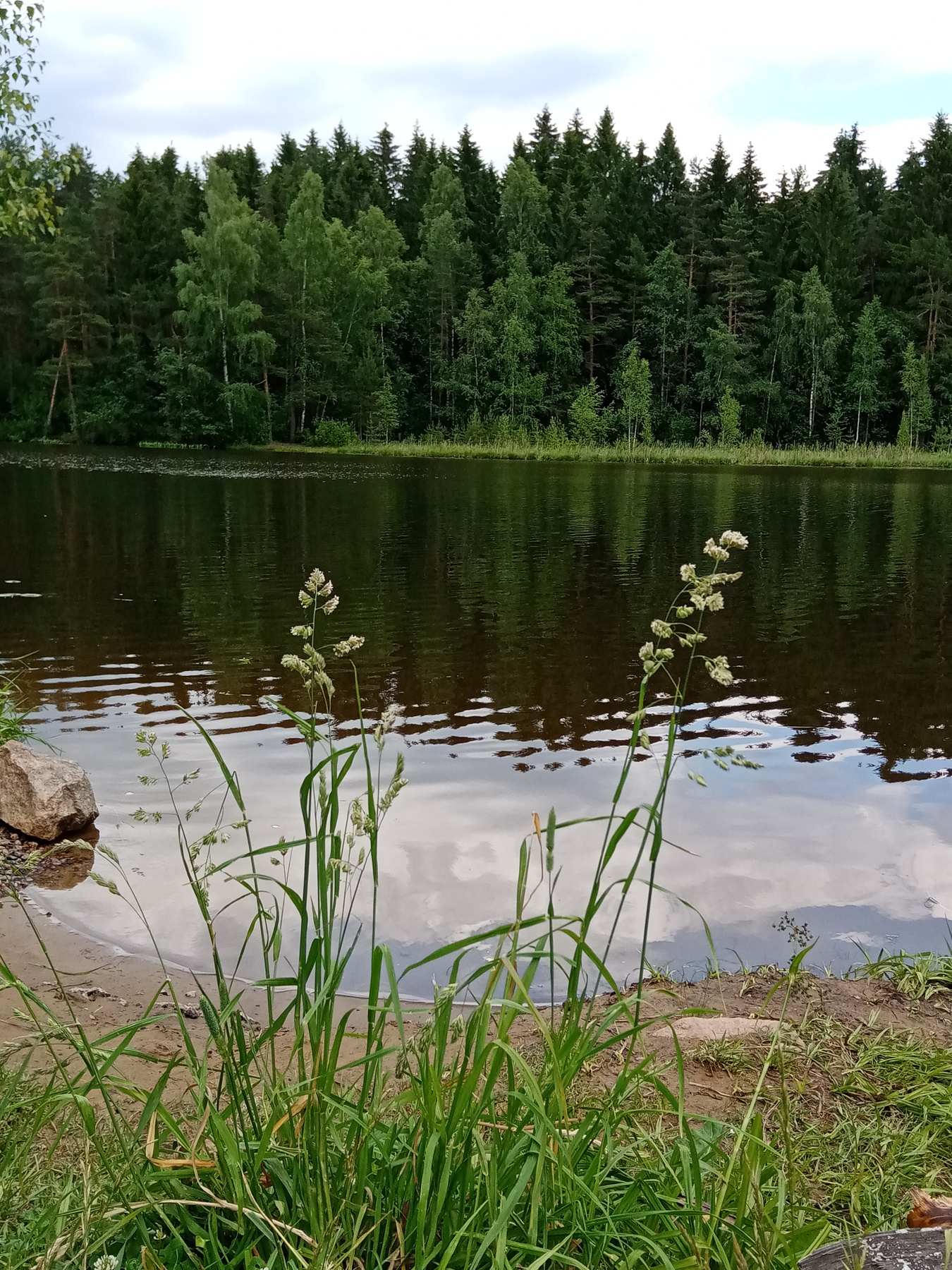 Лесное озеро природа озеро