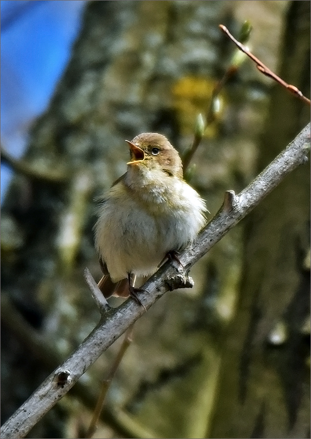 пеночка-теньковка птичка птица Польша пеночка-теньковка пение лес весна Бытом