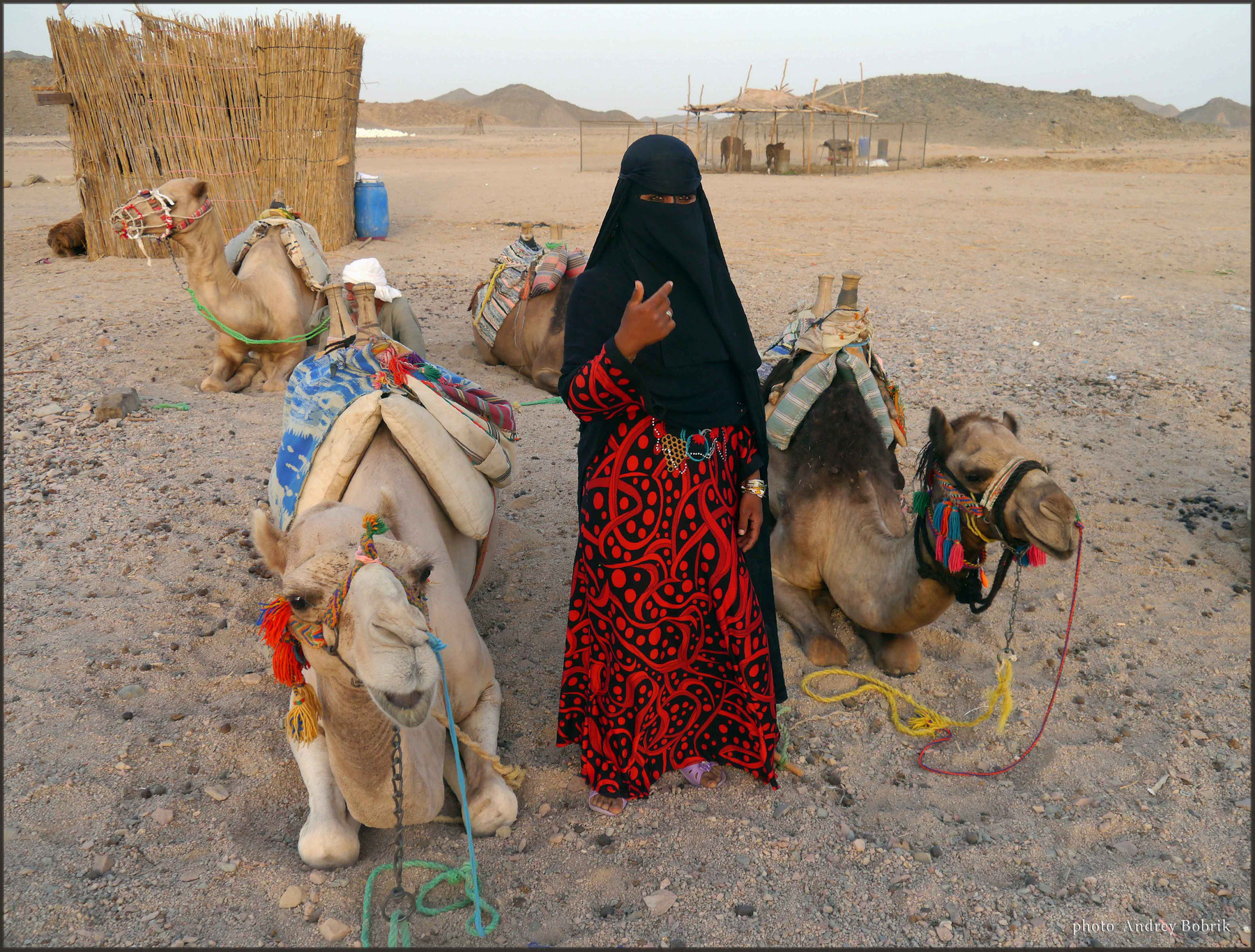 Бедуинская красавица Египет пустыня девушка верблюды песок