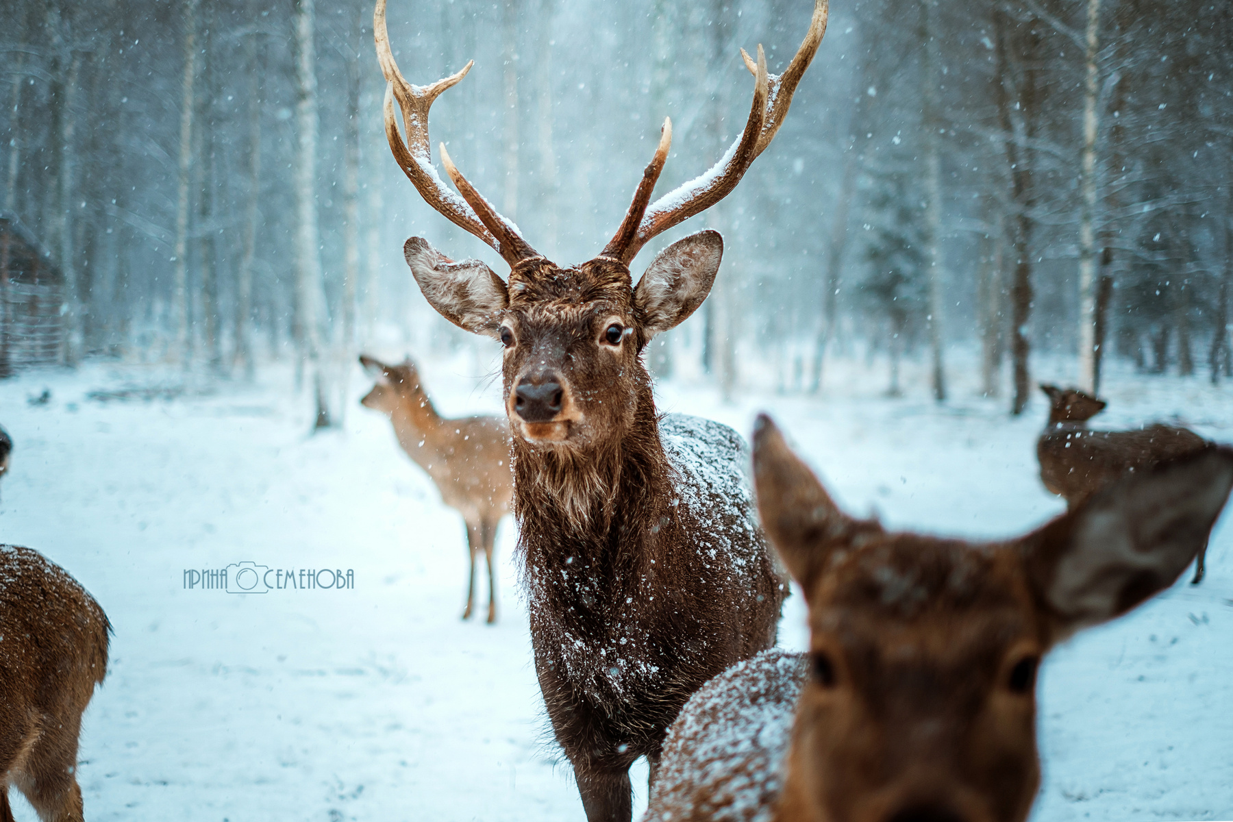 красота в глазах смотрящего олень зима лайки