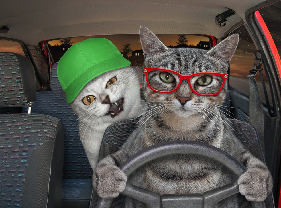 Когда непонятно, кто водитель... кот Фунтик кошка юмор водитель помощник авто
