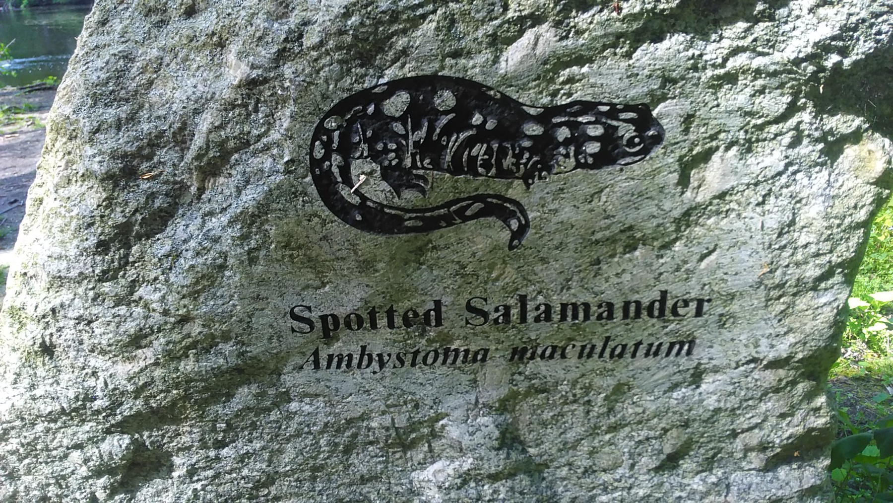 Spotted salmander salamander