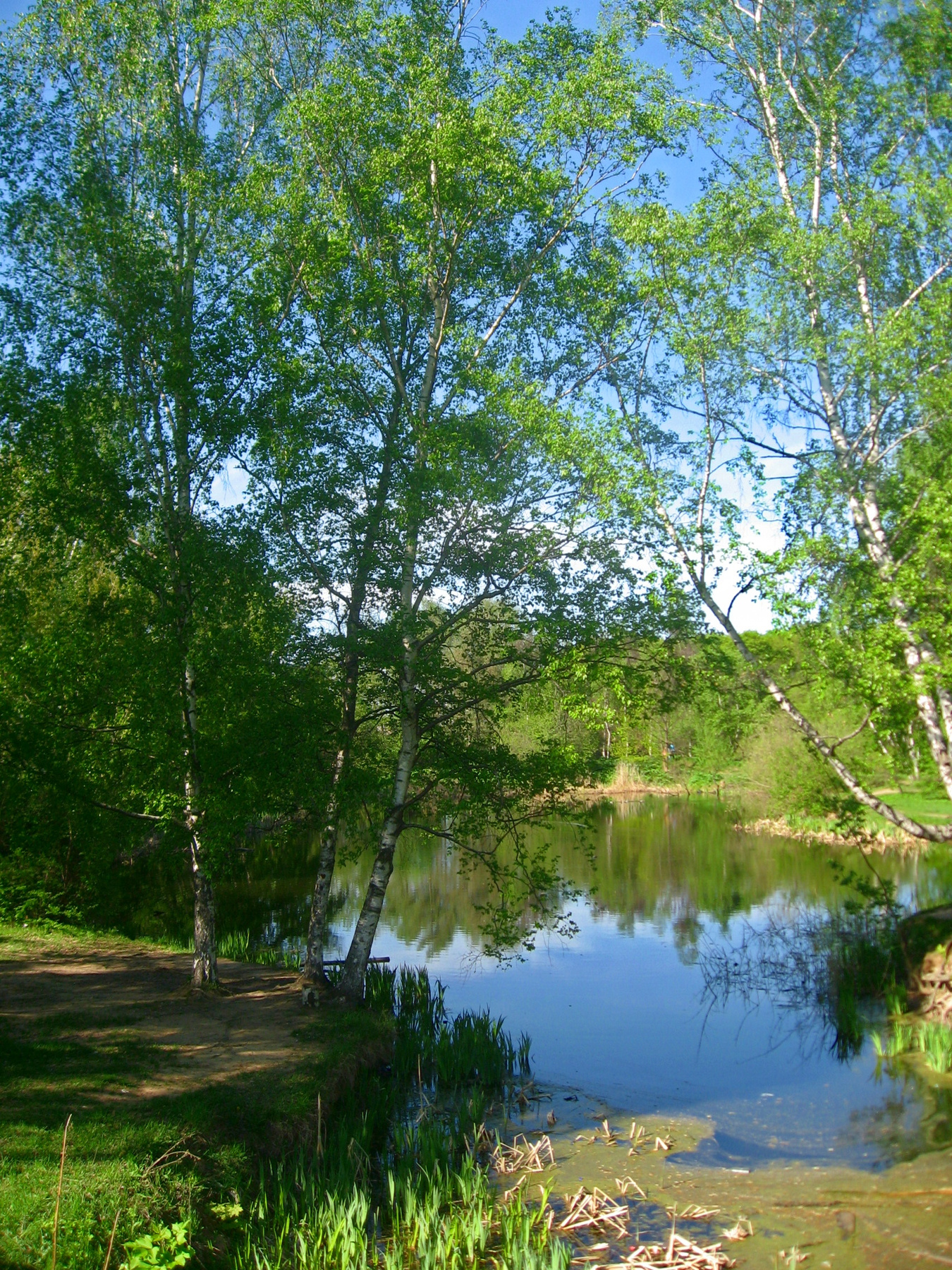Весна. Москва май весна ботанический сад пруд парк березки отражение свет тени