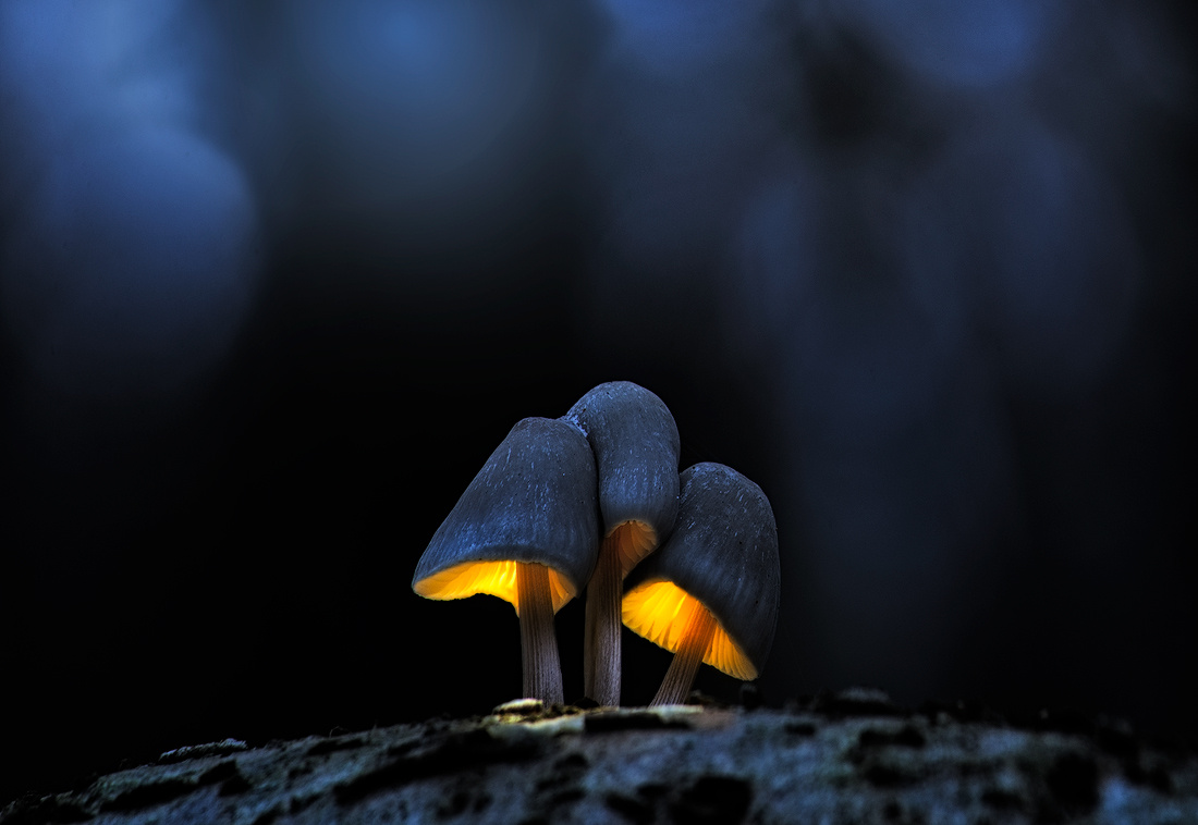 *** грибы светящиеся макро осень лес
