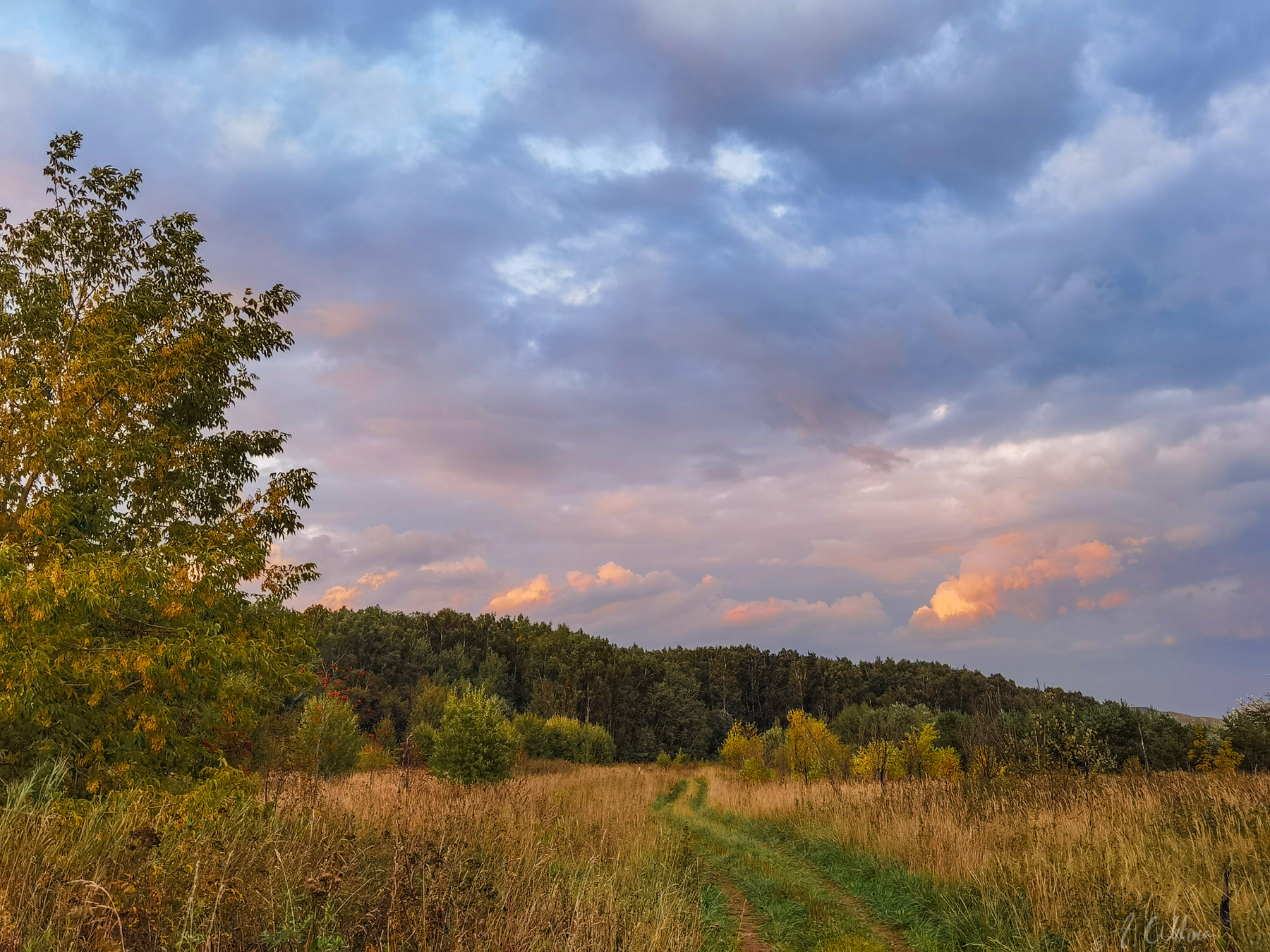 Летняя дорожка  в осень поле лес вечер дорога травы ясень рябина березы