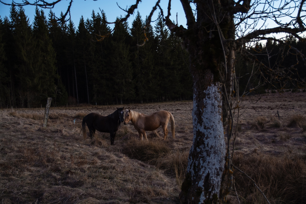 вечер вечер лошадь животные пейзаж путешествие
