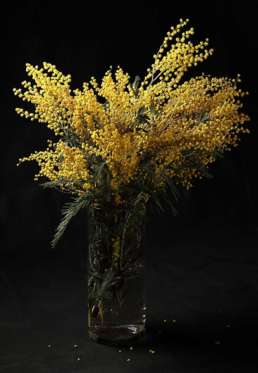 *** весна мимоза натюрморт ваза цветы желтый