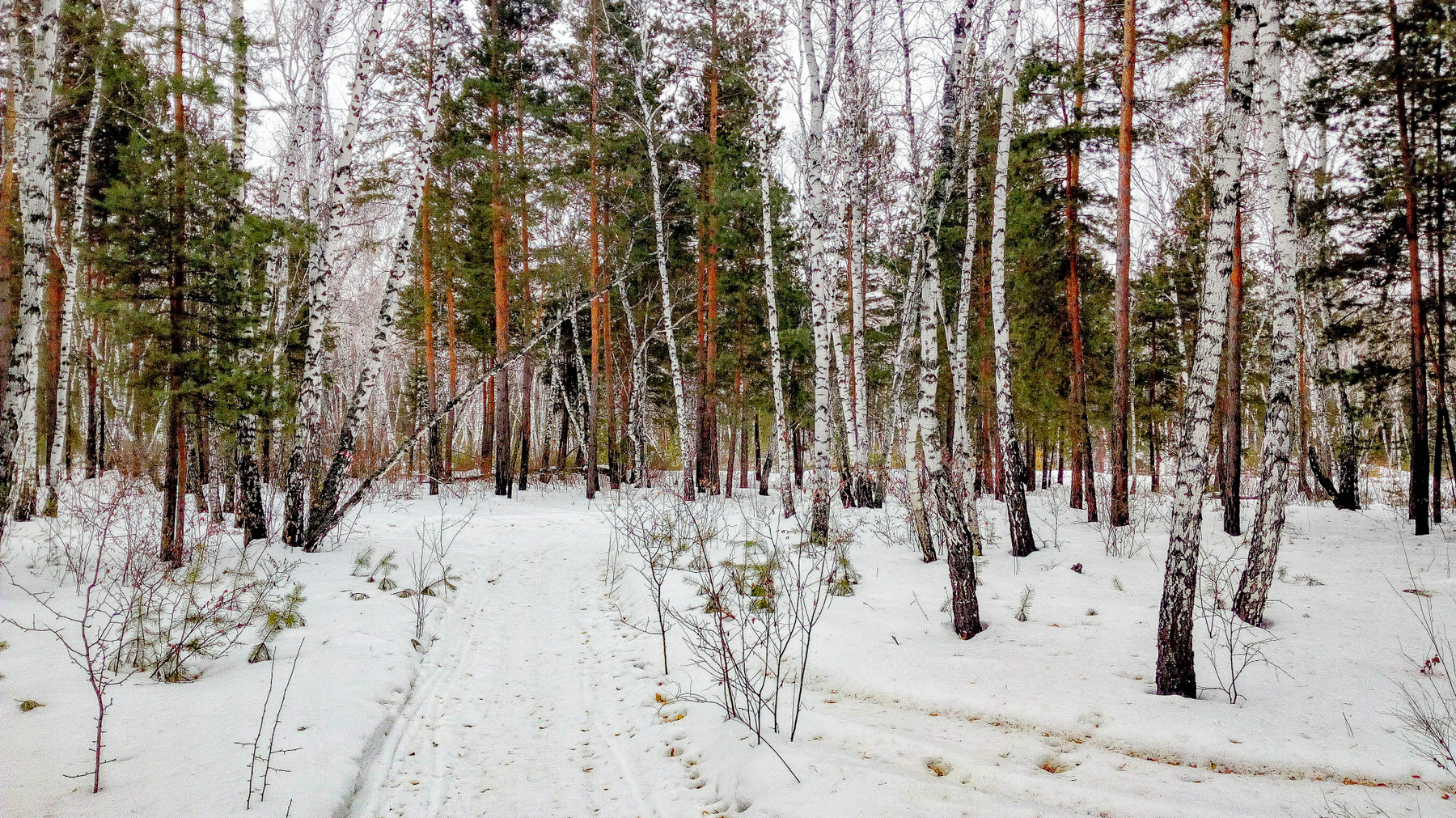 Лесной маршрут*** лес прогулка отдых березы сосны зима