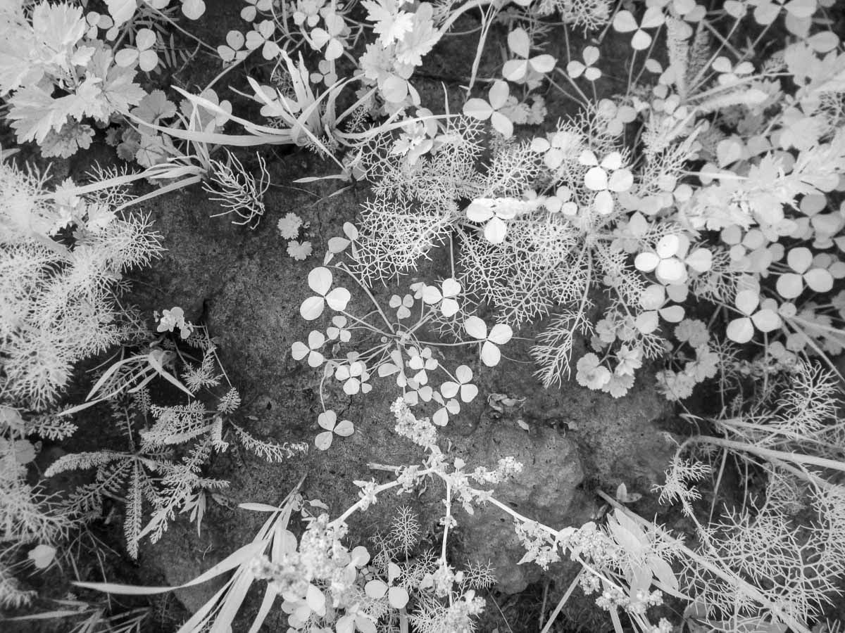 Ладога. Это лето. IR Ладога лето IR цветы трава природа черно-белое инфракрасная фотография
