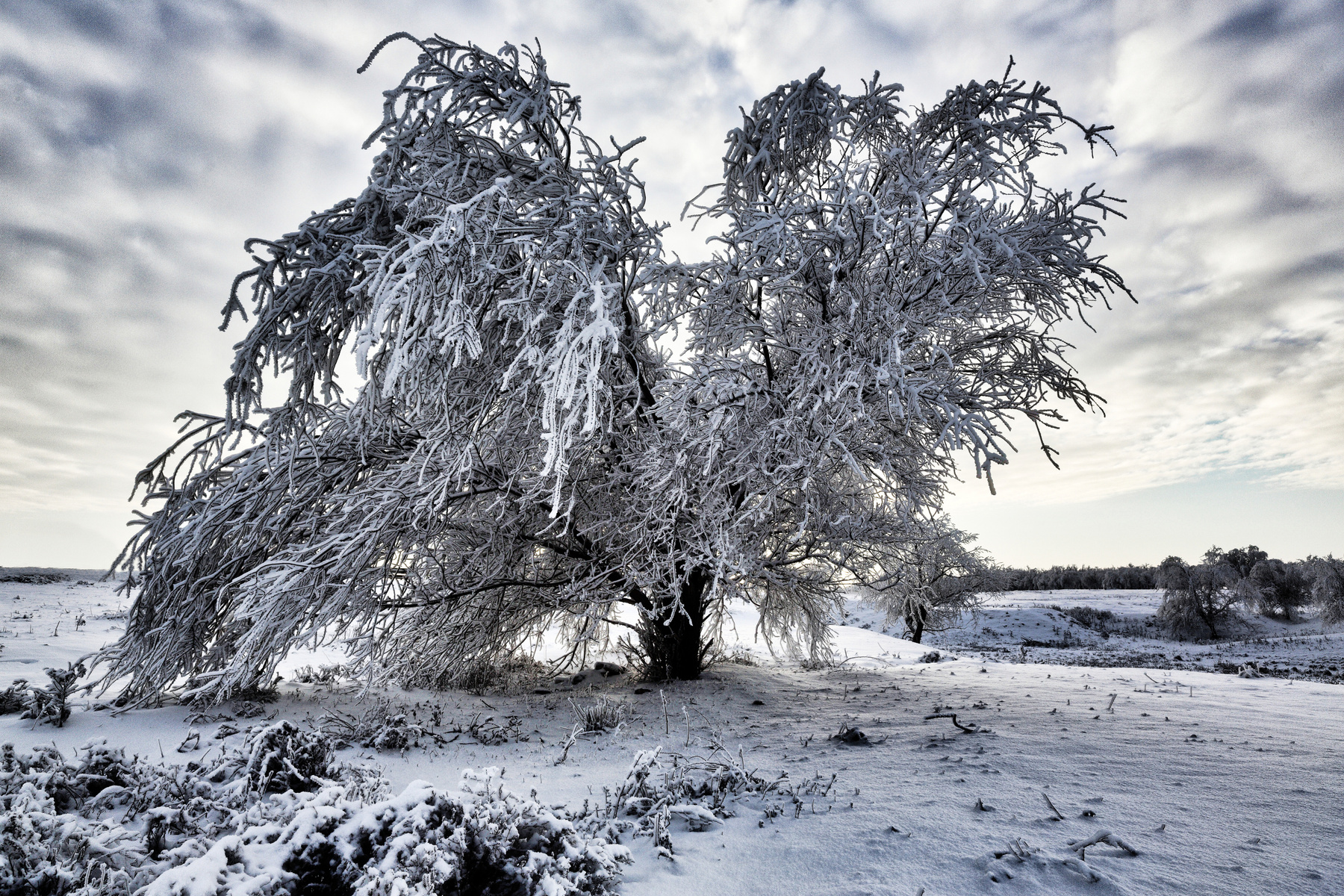 Последний день года пейзаж зима снег природа дерево мороз ветки небо облака поле холод