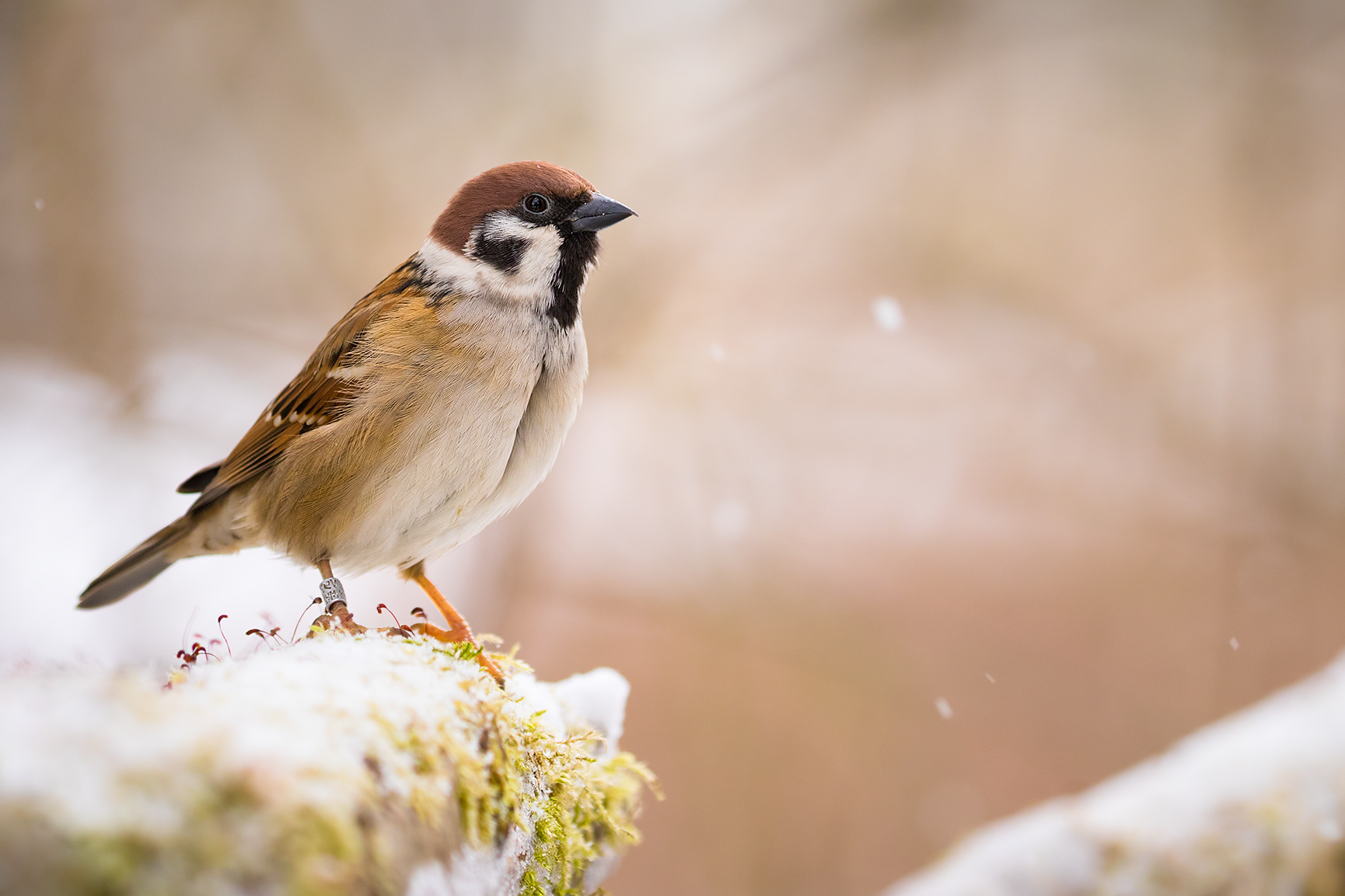 Sparrow in winter 