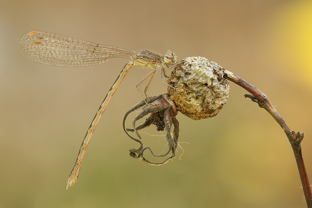 Весна!!! (Coenagrionidae) стрекоза стрелка Coenagrionidae