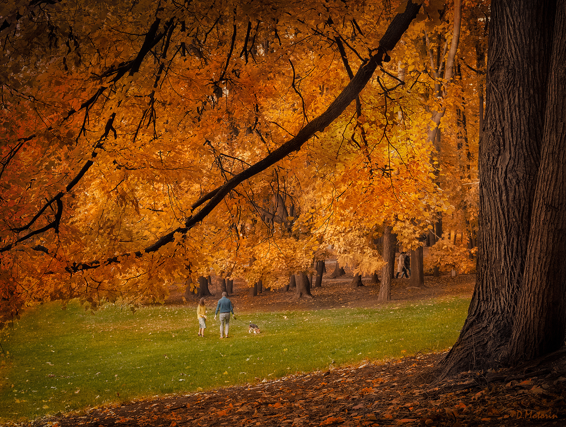 Осень в парке Осень парк пейзаж Нескучный сад
