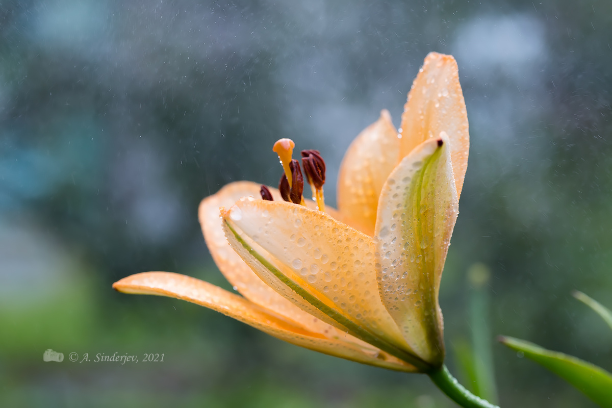 Лилия дождь капли цветы лилия