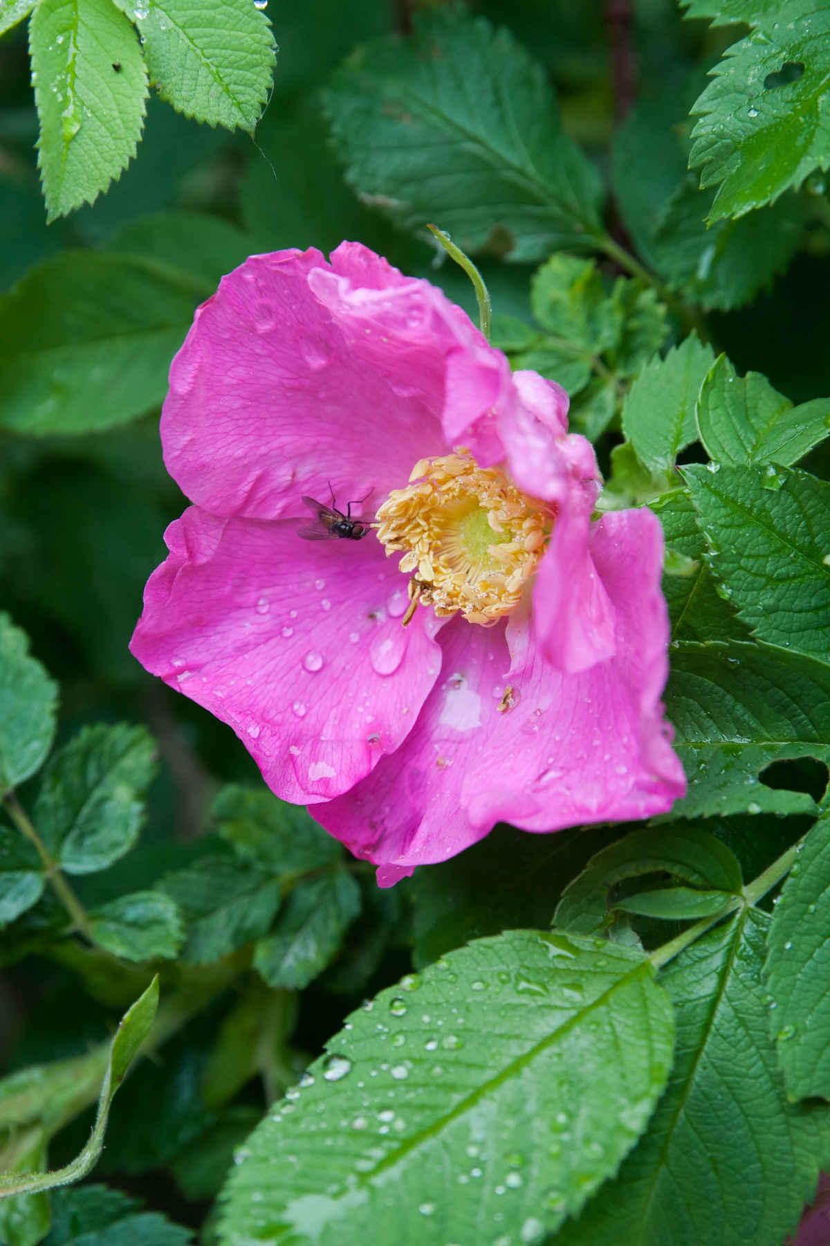 *** цветы шиповник роза природа лето дождь июнь красота