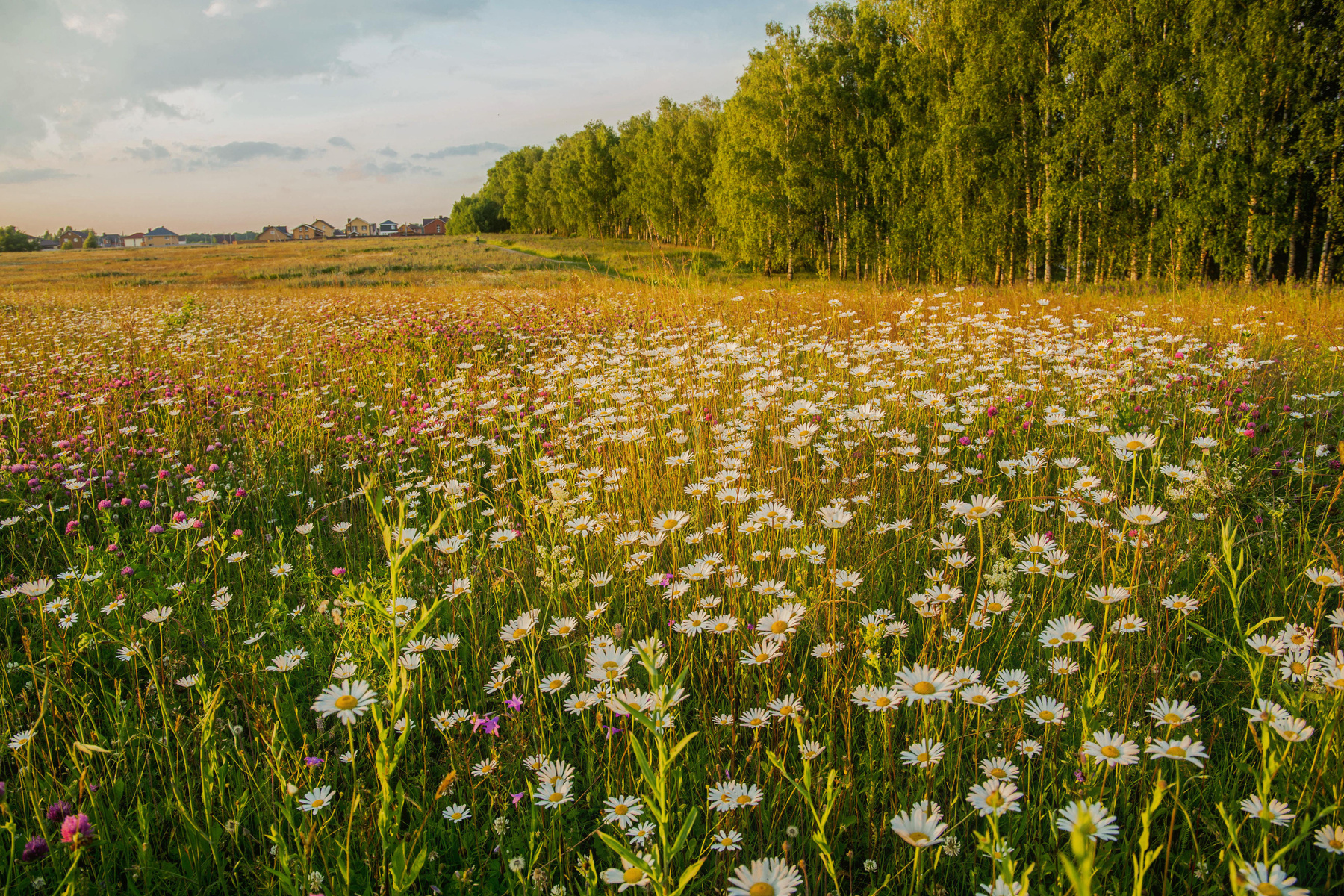 Ромашковое поле природа пейзаж лето вечер татарстан новочувашский поле ромашки цветы