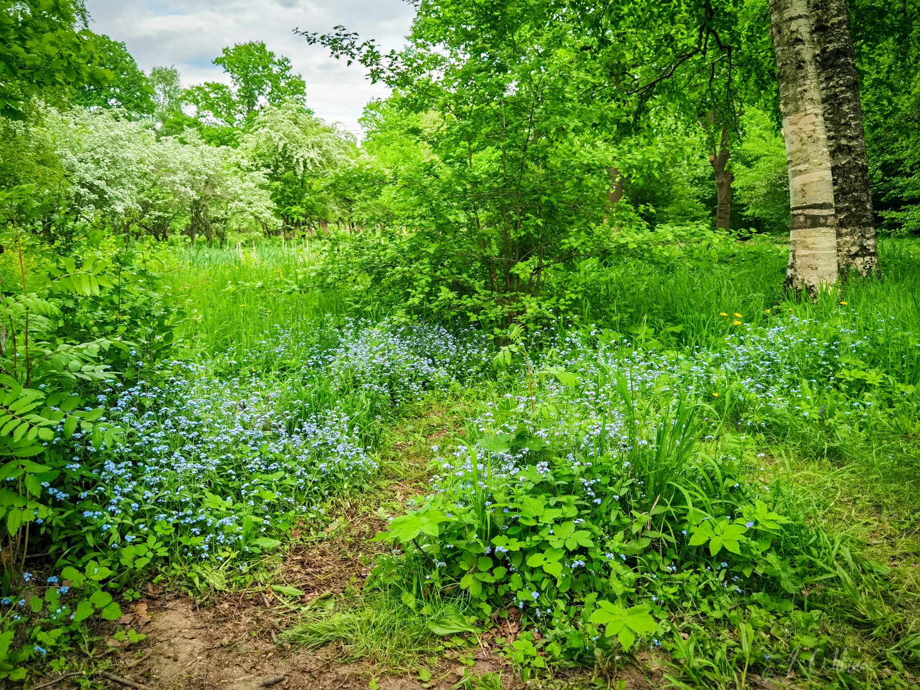 Незабудковая поляна ботанический сад тропинка май весна береза рябина