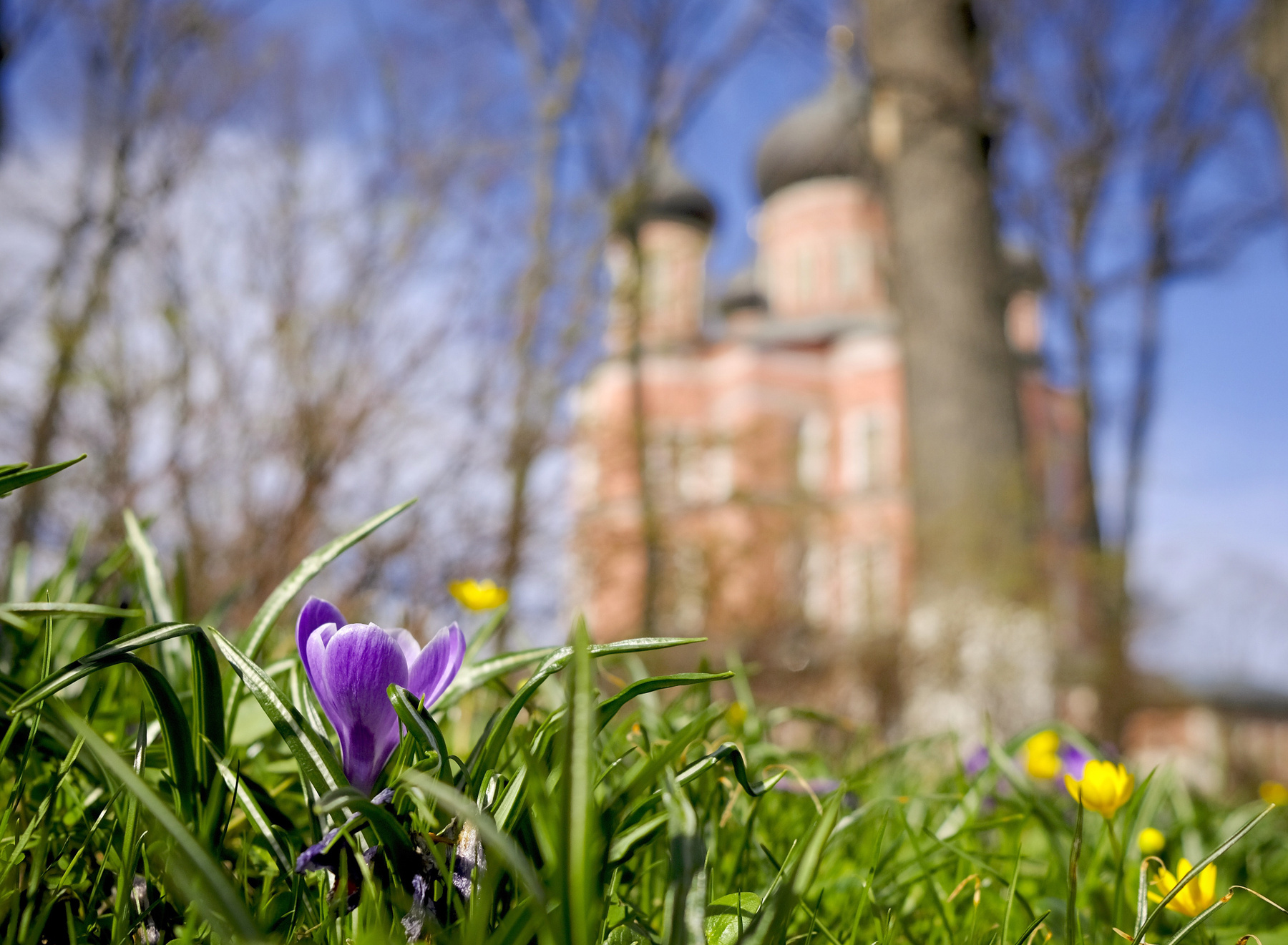 Весна сделала вдох весна город Москва монастырь цветы церковь трава солнце тепло свет радость небо