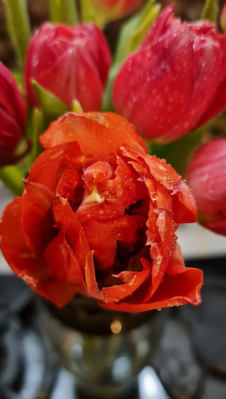 Тюльпан тюльпан махровый цветок