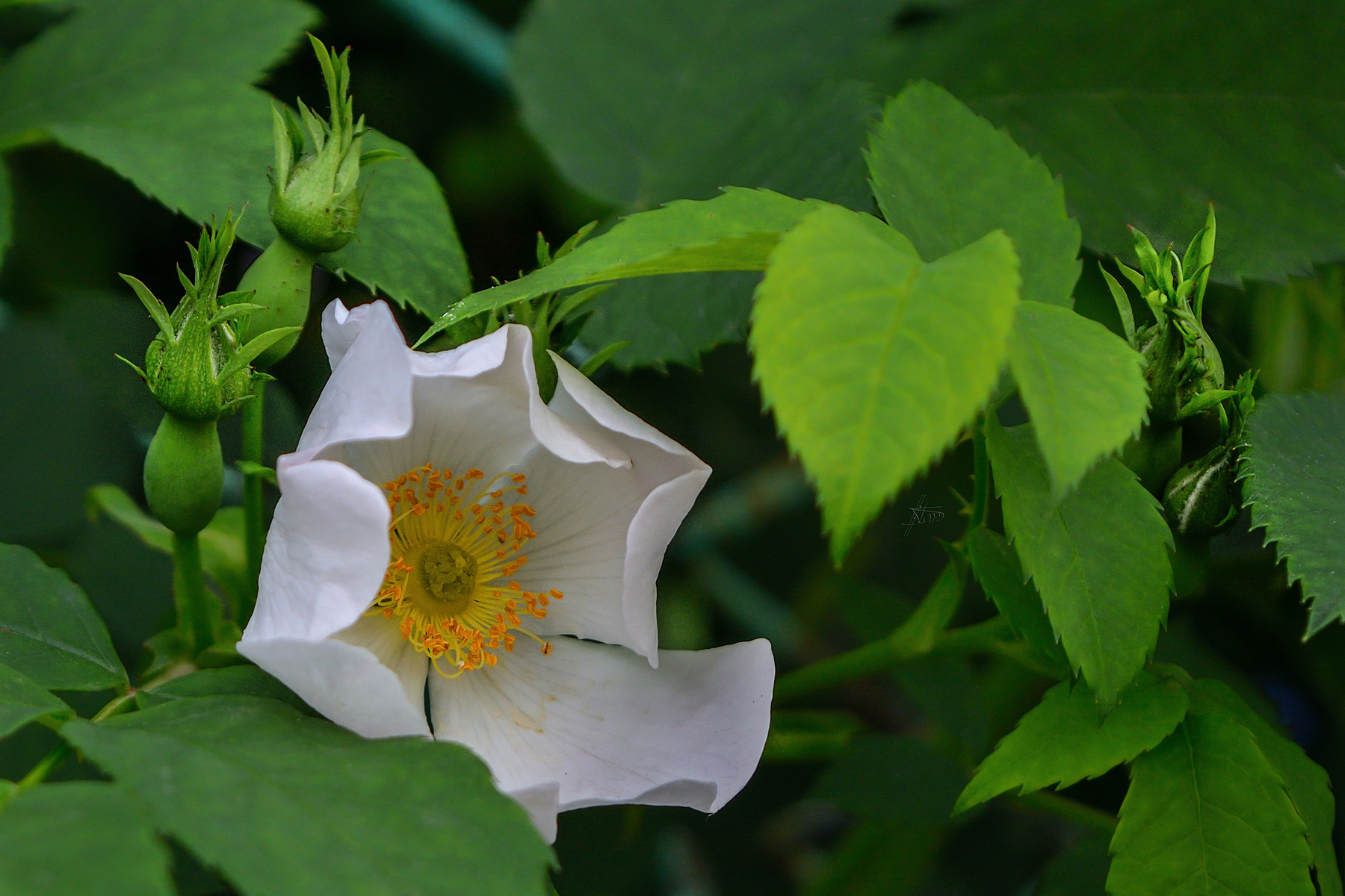 Обаяние дикой розы природа весна май цветение цветущие кустарники дикая роза шиповник белый крупный план 20160520