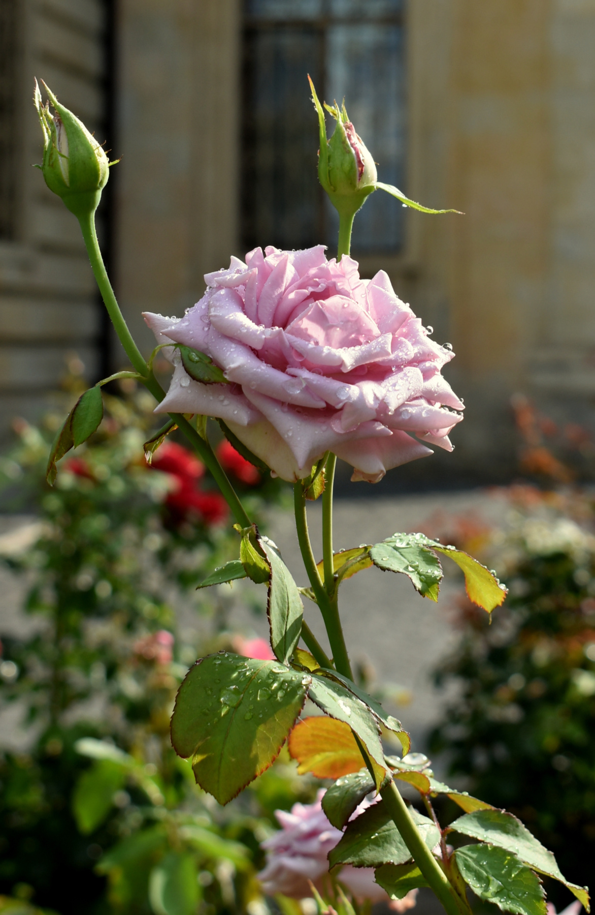 Розы возле храма лето июль розы капли дождя