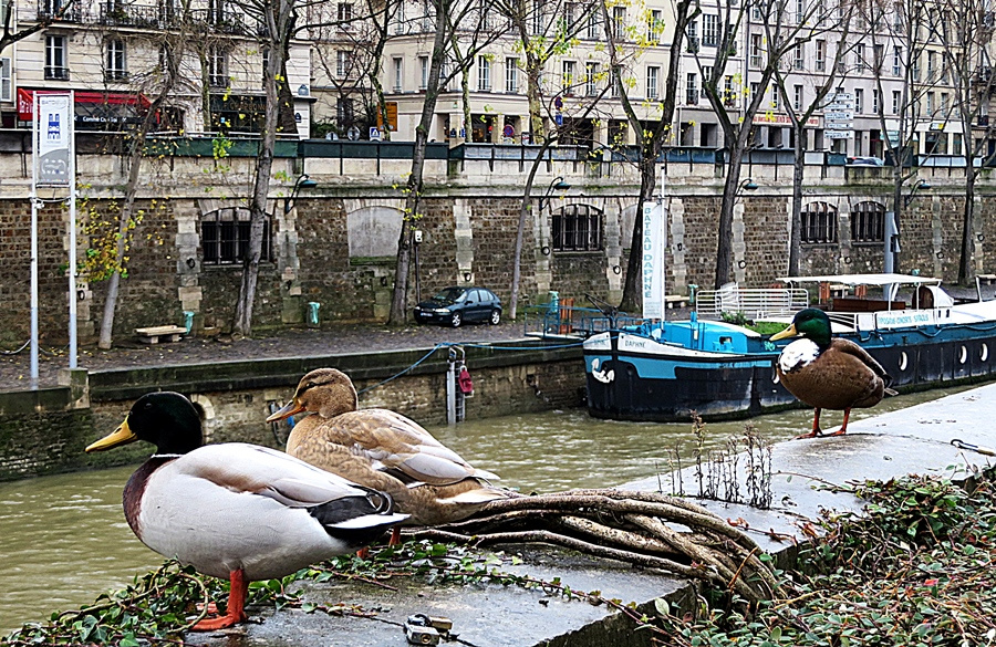 pariške patke 