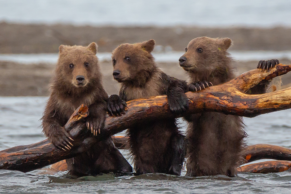 Ну, что делать будем? камчатка медведь природа лосось путешествие фототур озеро животные