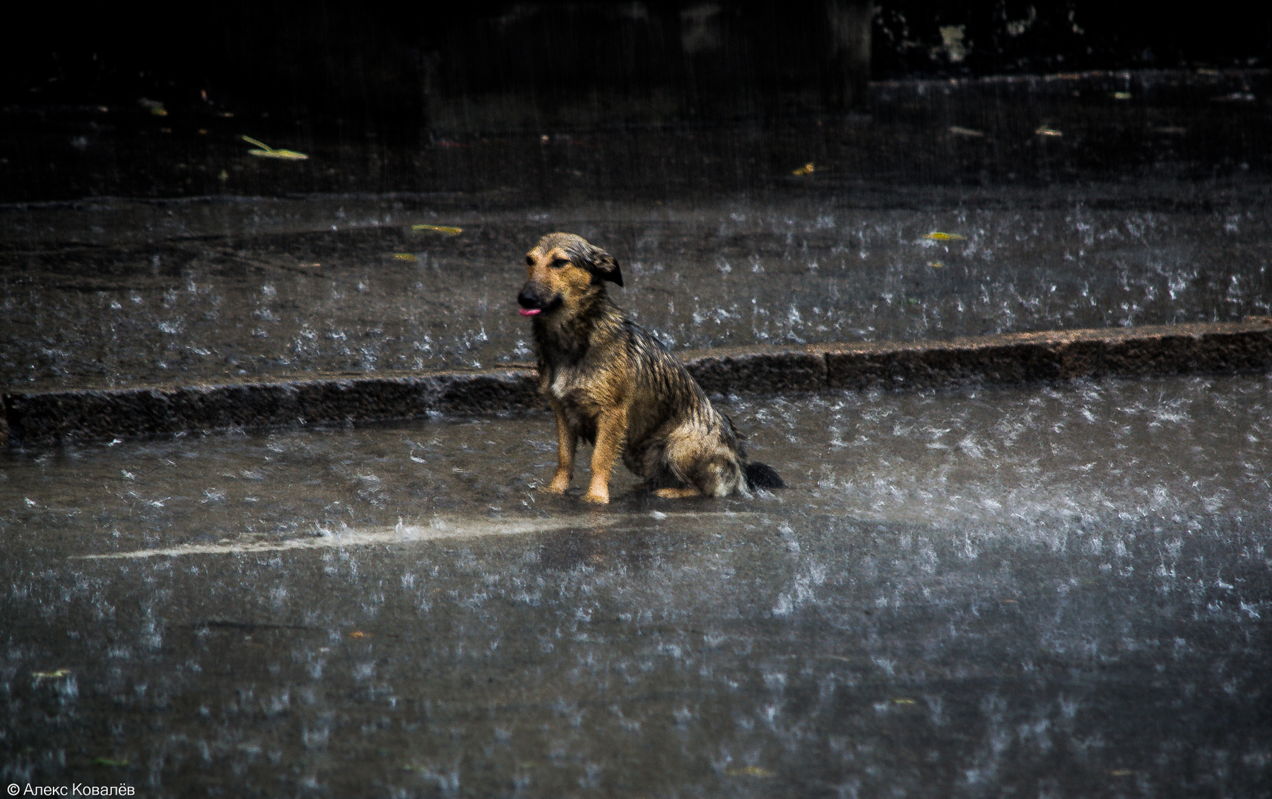 Собака промокла под дождем