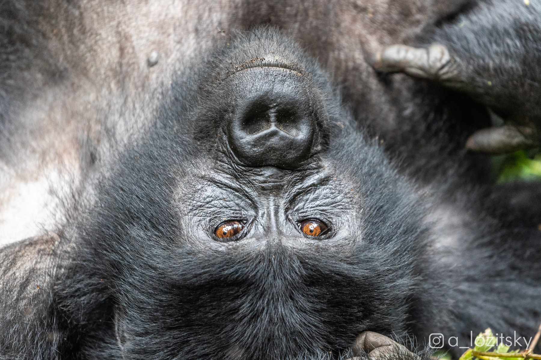 Горная горилла, Уганда 