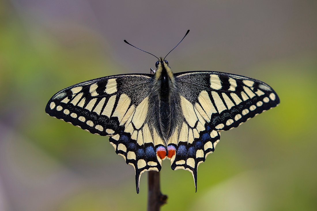 Портрет Махаона бабочка махаон Papilio machaon май