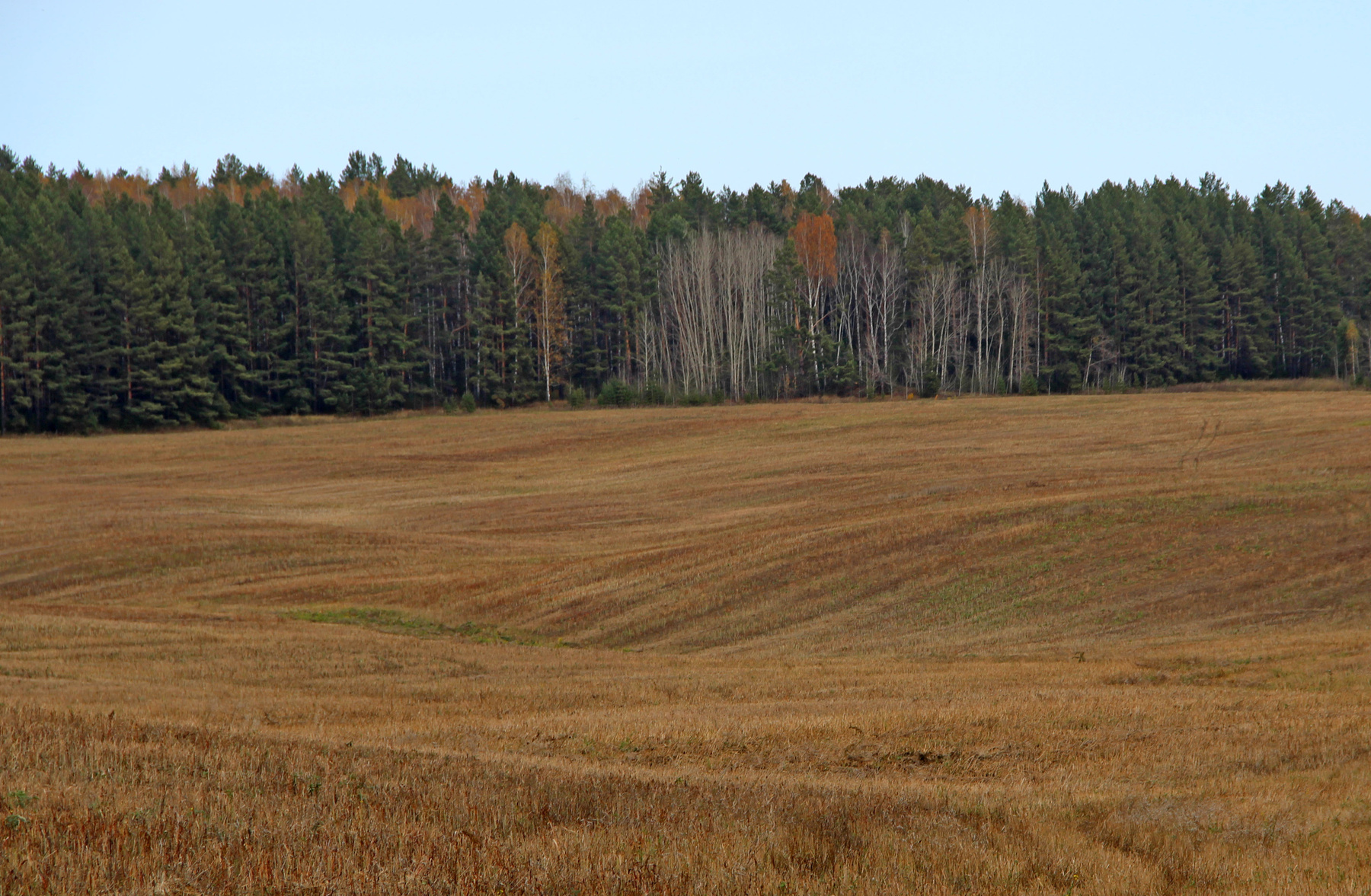 Осеннее поле Сибирь осень поле лес