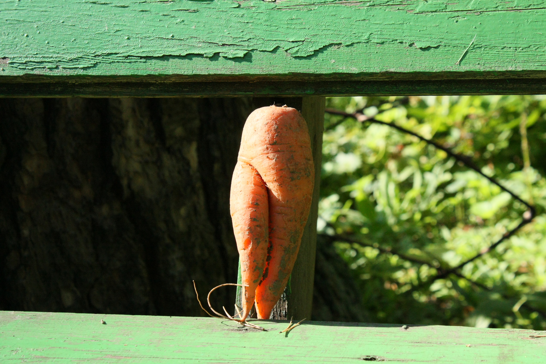 Морковка на ножках 