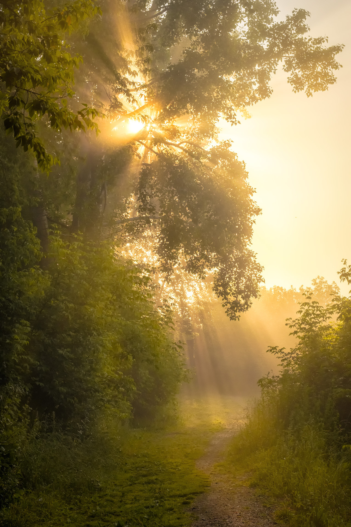 Солнечная тропинка утро туман рассвет солнце деревья лучи тропинка
