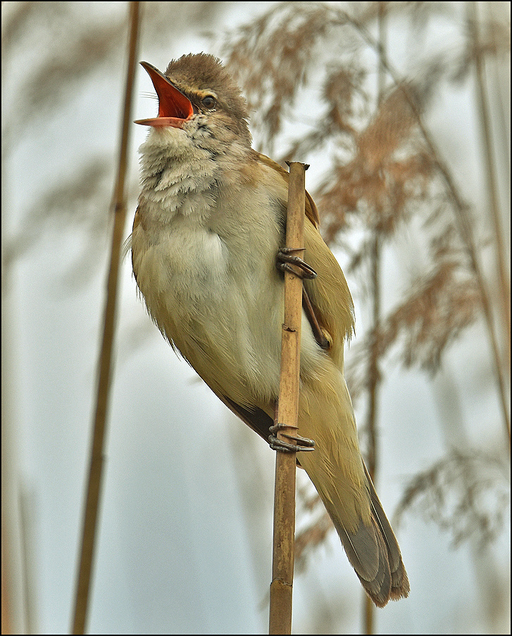 Дроздовидная камышовка тростник самец птица Польша озеро капли весна Дроздовидная камышовка дождь вода Бытом