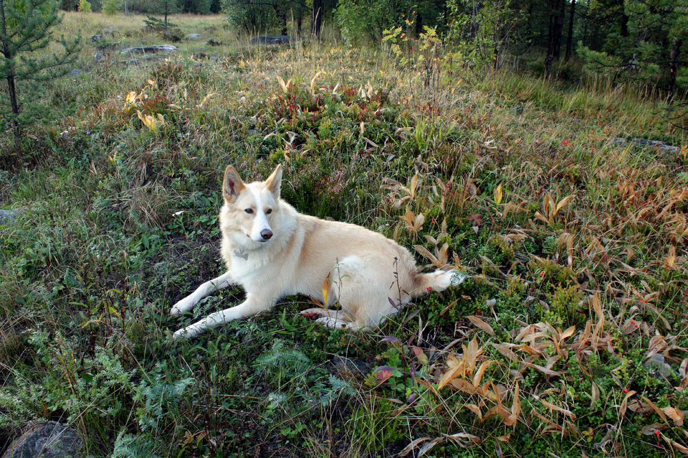 Лео в сентябре собака пёс прогулка