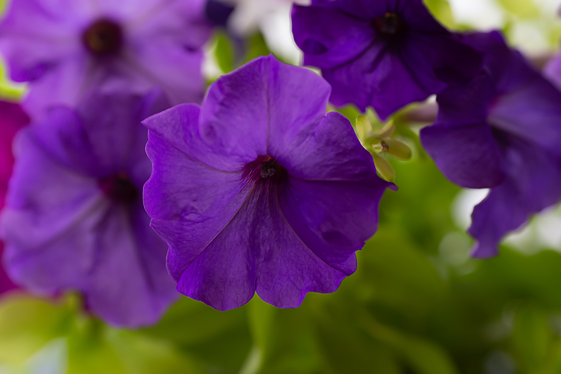 Фиолетовая петуния*** Фиолетовая петуния фотография Сергей Михайлов природа цветы