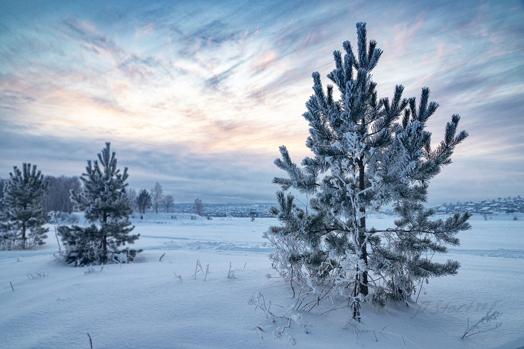 Сосны зима снег деревья небо сосна вечер пейзаж природа Пермский_край Урал Лысьва
