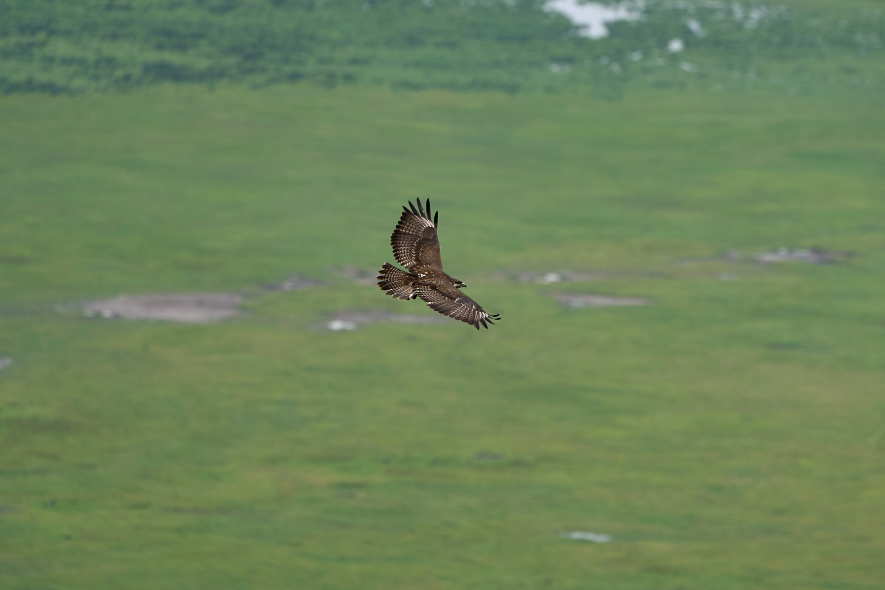 Птица в полете. Вид сверху. Танзания Нгоронгоро Африка природа птицы полет