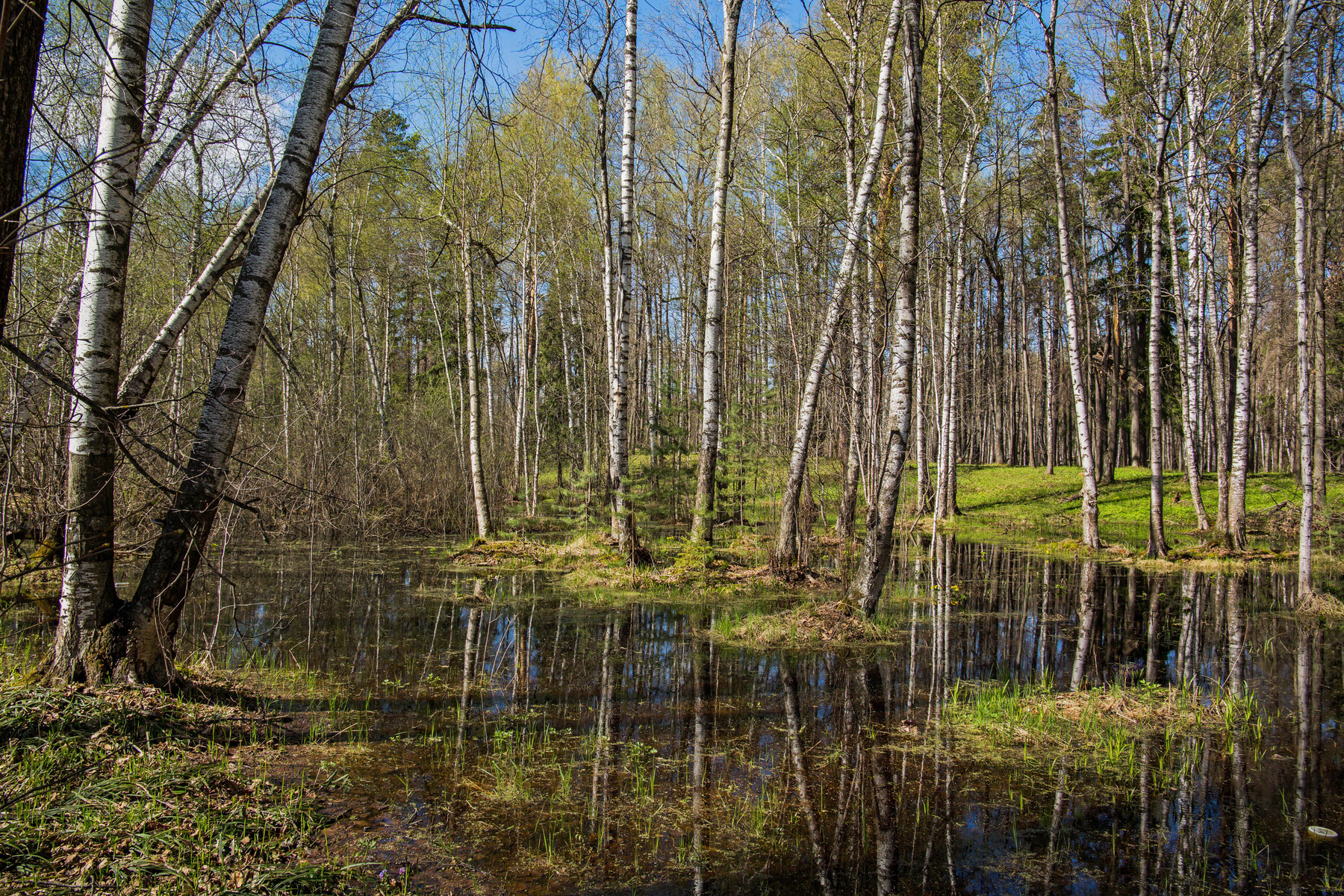*** природа пейзаж весна лес болото татарстан октябрьский