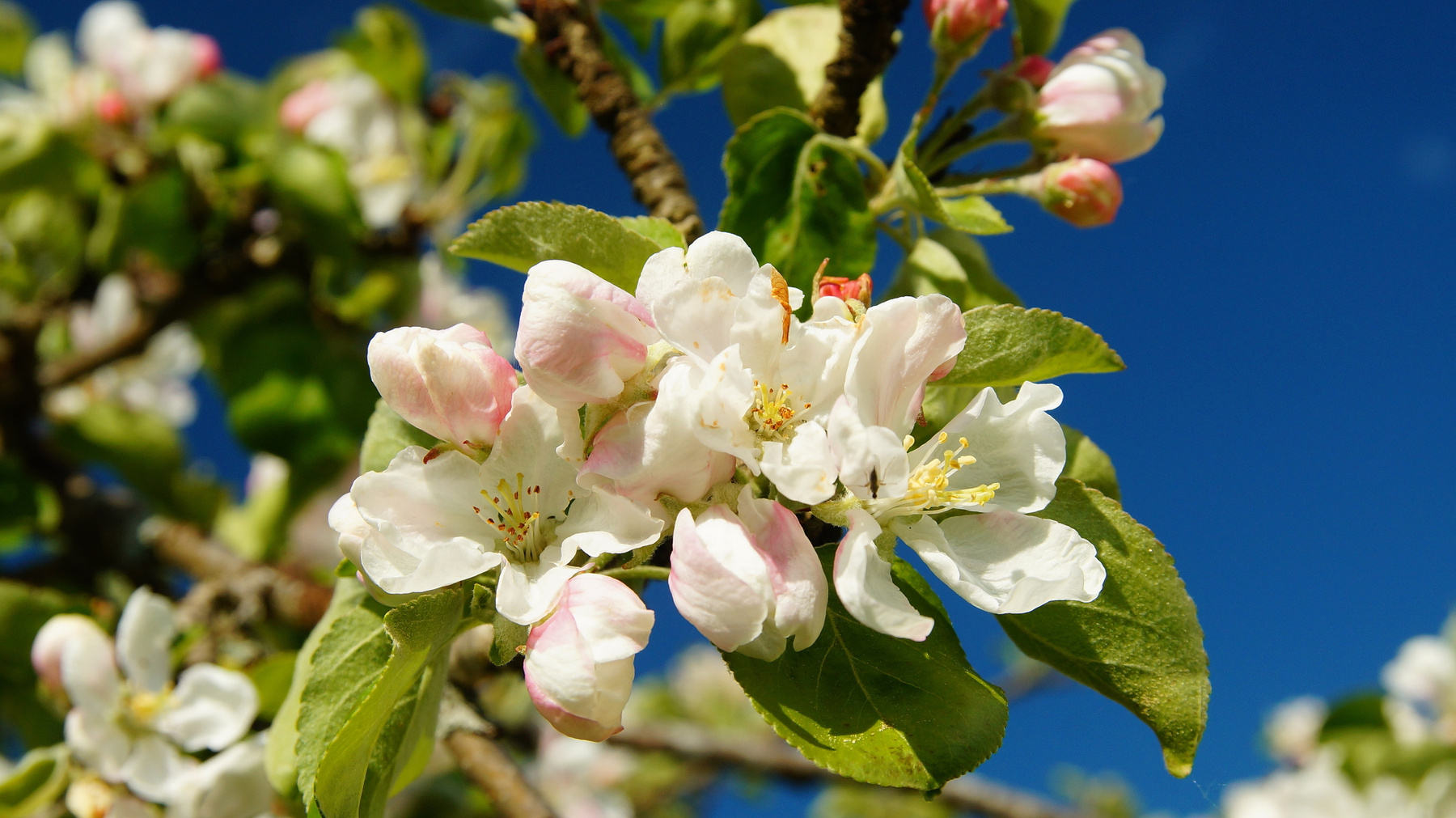 Яблони в цвету Весна яблони цветки