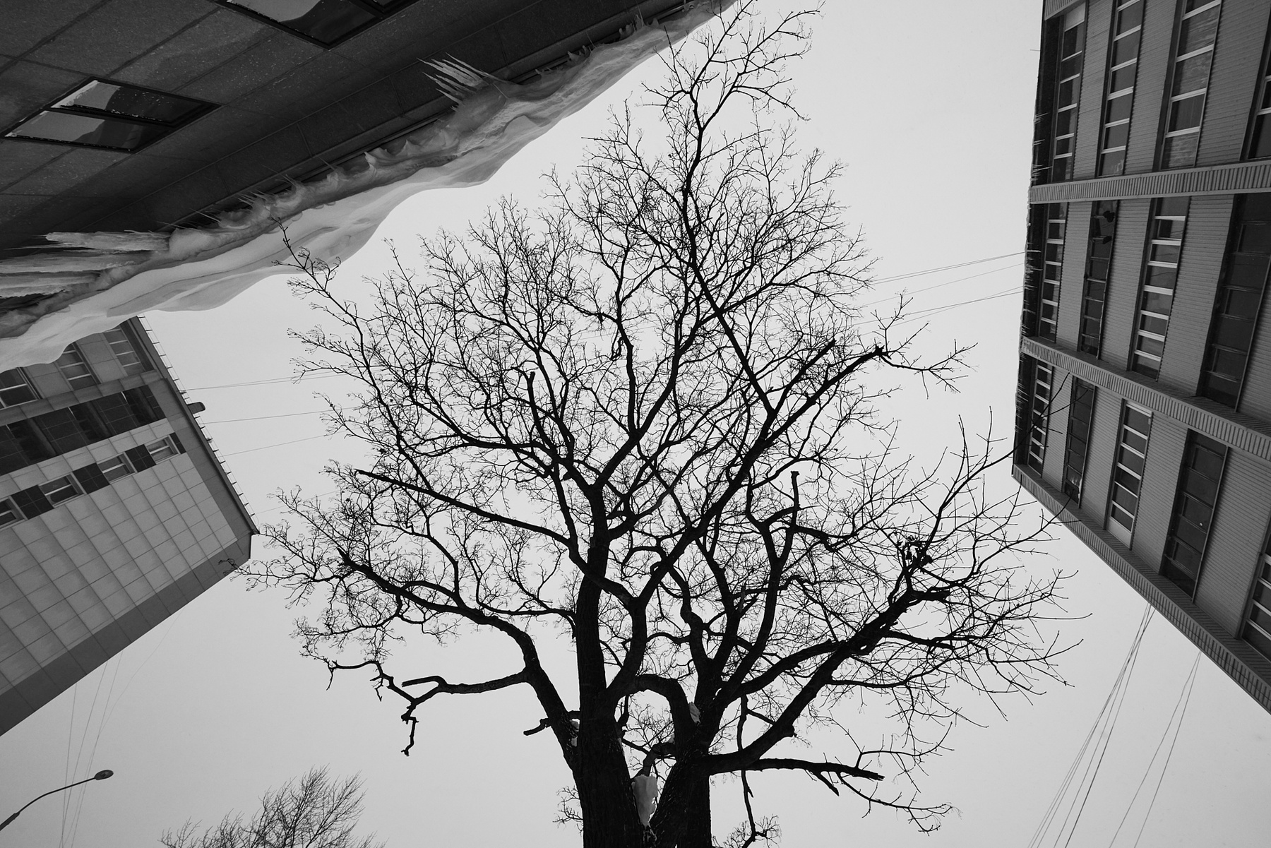 Одинокое дерево 