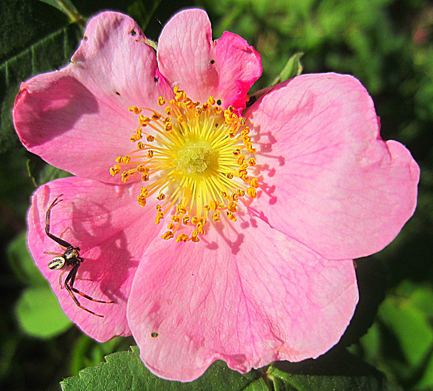 Дай я тебя обниму! шиповник весна цветы розовый цветок макро паучок