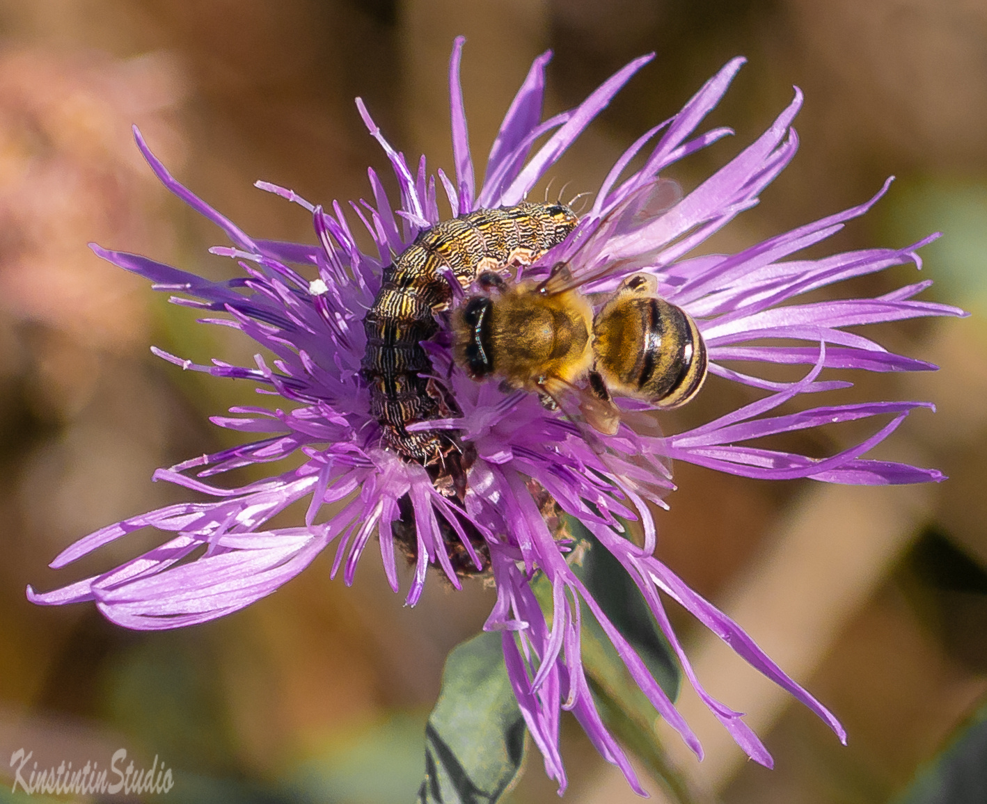 Из серии на цветке...Дружба! на цветке пчела гусеница осень сентябрь